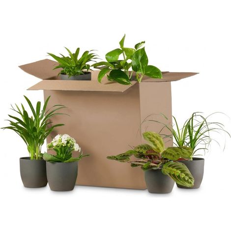 Lot de 6 Plantes d'Intérieur Second Chance avec 6 Pots Noirs Biodégradables Ø 5-17 cm - PANGIVO (1/3)