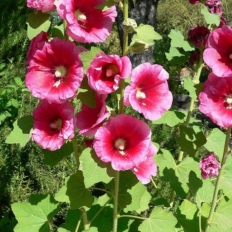 4 x Rose trémière  - Alcea rosea 'Rubra'  - godet 9x9 cm