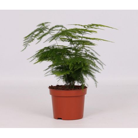 Asparagus Setaceus Plante D'intérieur Feuillage Fin Vert 12 cm x 28 cm - PANGIVO