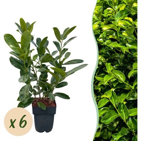 Prunus laurocerasus Rotundifolia - Lot de 6 Lauriers pour Haie Persistante - H 50 cm Pot 17 cm - PANGIVO (1/5)