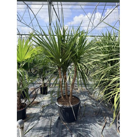 CORDYLINE AUSTRALIS MULTITRONCO 60 Lt.90