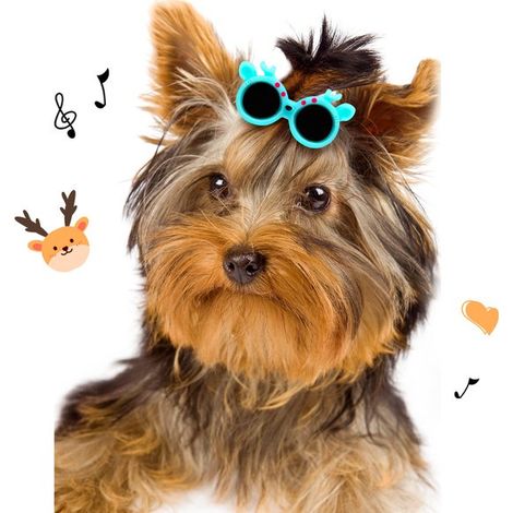 Due fermagli per capelli per cani, fermagli per capelli per animali domestici, fasce per capelli per cani, divertenti accessori per feste per gatti e cani (blu, rosa). (1/5)