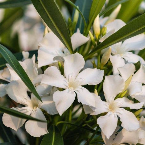 Oleandro "Nerium Oleander" pianta in vaso ø9 cm - Rosa intenso