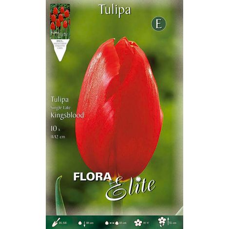 Bulbi di Tulipano Single Late Kingsblood (CONFEZIONE DA 7 BULBI)