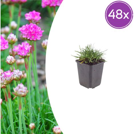 Lot de 48 Armeria maritima 'Splendens' Gazon d'Espagne Fleurs Roses pour Rocaille et Bordure Ø 9 cm - PANGIVO (1/5)
