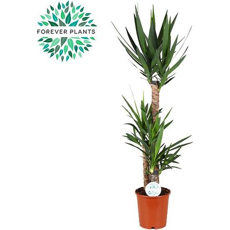 Yucca Plante d'Intérieur Verte Décorative Pot Ø 24 cm Hauteur 125 cm pour Salon et Bureau - PANGIVO