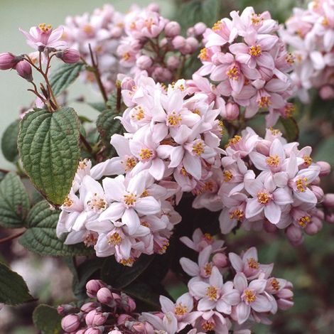 Deutzie hybride - Deutzia hybrida 'Mont Rose' - 40-60 cm pot (1/4)