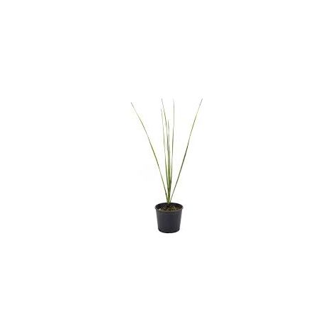 Dasylirion wheeleri – Plante ornementale résistante pour jardins secs (1/5)