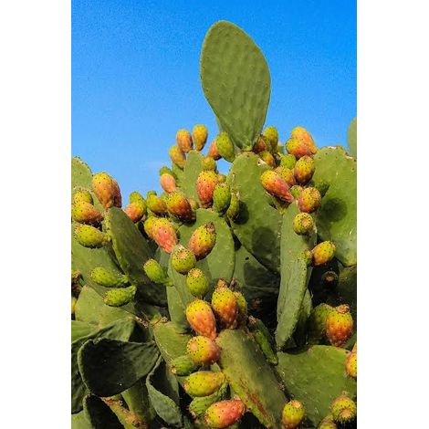 Opuntia Prickly Pear 1 talee/cuttings  giallo/yellow edible