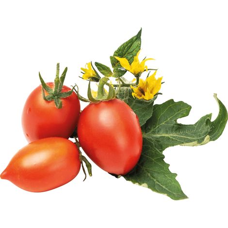 Véritable - Lingot de mini tomate rouge (1/5)