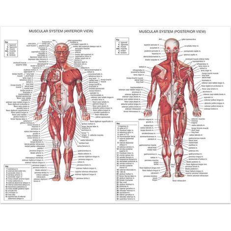Poster zur menschlichen Anatomie – Lehrposter aus weißem Stoff – 60 x 40 cm – Für medizinische Lehre oder als Dekoration – 1 Stück (1/5)