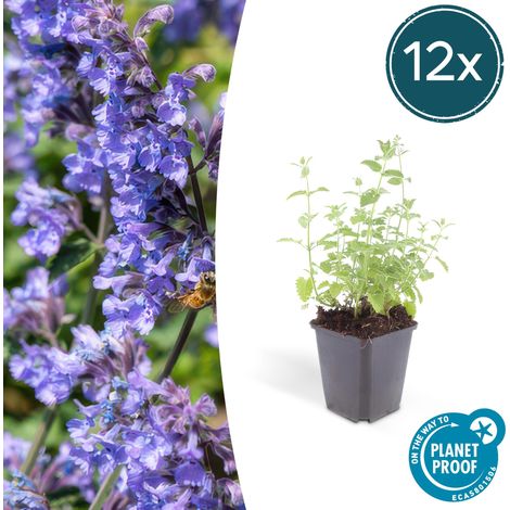 Lot de 12 Nepeta Six Hills Giant Menthe des Chats Vivace Floraison Bleu-Lilas H10-25 cm Pot Ø 9 cm - PANGIVO (1/5)