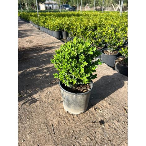 Buis Nain Buxus Pumila Pot 16 cm Arbuste Persistant de Bordure (1/4)