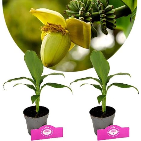 Lot de 2 plants de bananier - Musa Basjoo - Bananier à fibres japonais - Hauteur 50 cm - Pot de 9 cm (1/4)