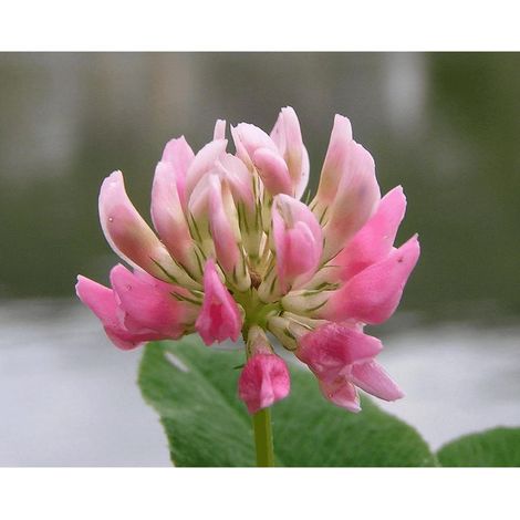 Trèfle hybride 25 kg DAWN trèfle bâtard Trifolium hybridum Semences individuelles