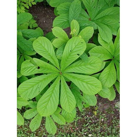 Rodgersia à feuilles de marronnier Godet de 8/9 cm