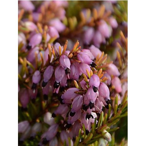 Bruyère des neiges Winter Belles® 'tylou' Godet de 8/9 cm (1/2)