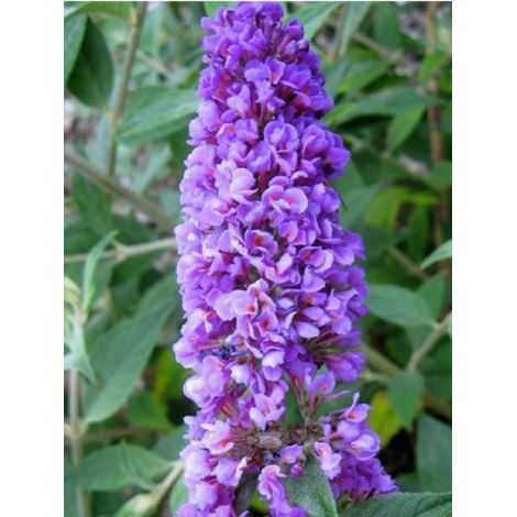 Arbre aux papillons 'Blue Chip' Pot de 2L/3L