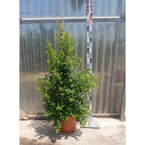 Eugenia Syzygium Paniculatum Newport Pot 24 cm Plante de Haie (1/5)