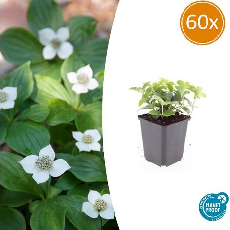 Cornus canadensis Plante Couvre-Sol Persistante Fleurs Blanches H 10-25 cm Lot de 60 (1/5)