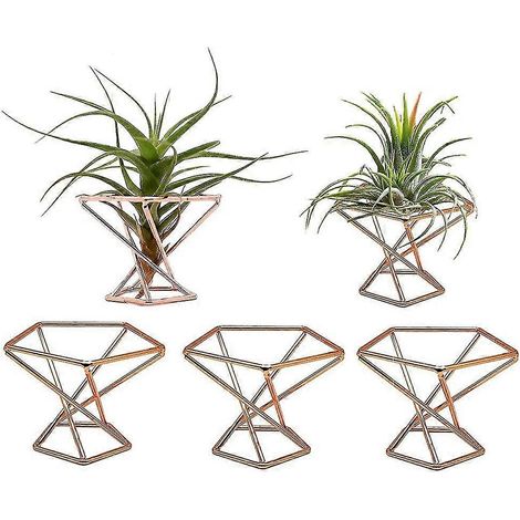 Pack 5 Plant H Plants Hs Tillaas Display Purifying Plant Container Fern D (1/5)