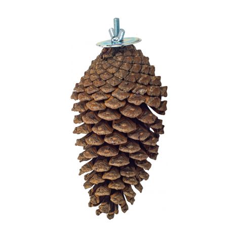 SzySzunia - Frutto di pino essiccato naturalmente come trespolo o giocattolo per pappagalli (1/4)