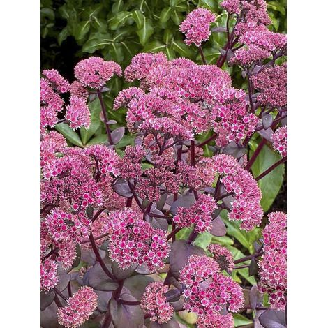 Orpin 'Sunsparkler Blue Pearl' Godet de 8/9 cm