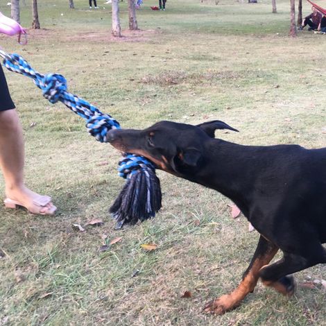 Juguete para perros con cuerda elástica – capacidad de carga de 136 kg, robusto dispositivo de entrenamiento muscular de acero inoxidable para perros – 1 pieza, 99 cm (1/5)