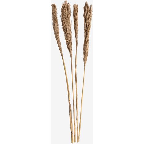 SKLUM 4er Pack dekorative Trockenzweige von Pampy Braun Weizen (1/5)