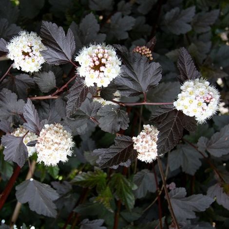Physocarpe à feuilles d'Obier 'Red Baron' - 30-40 cm pot (1/4)