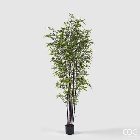 EDG Enzo De Gasperi Bamboo con Vaso H 210 cm Colore Verde Scuro e Chiaro