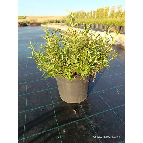 Ciste Cistus Purpureus Alan Fradd Buisson 24 cm Plante Méditerranéenne