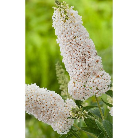 Arbre aux papillons 'Argus® White' Pot de 3L/4L (1/2)
