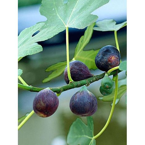 Figuier 'Noir de Bellone' Pot de 3L/4L, Buisson, Ramifié (1/2)