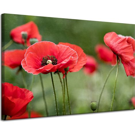 Leinwanddruck Botanik Rote Mohnblumen 120x80 cm Blumen Flora