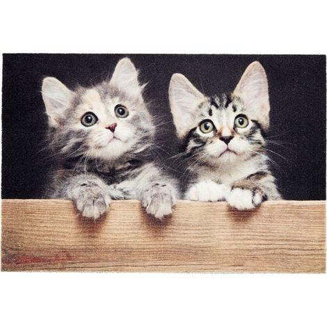 Felpudo de interior, deco print, 100% poliamida, 40 x 60 cm, diseño gatos