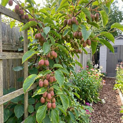Bloomique - Actinidia Arguta Issai 'Ken's Red' - Kiwi rouge - Plante fruitière - Plante de Jardin - Rustique - Hauteur 50-70 cm - Pot 15 cm