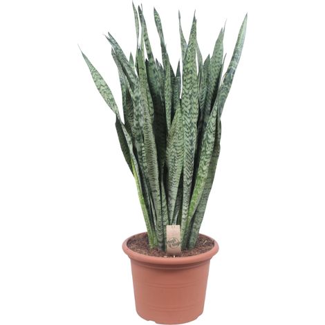 Sansevieria Zeylenica - Plante Verte d'Intérieur et Extérieur - Vert Strié - 110 cm - ø35 cm - PANGIVO