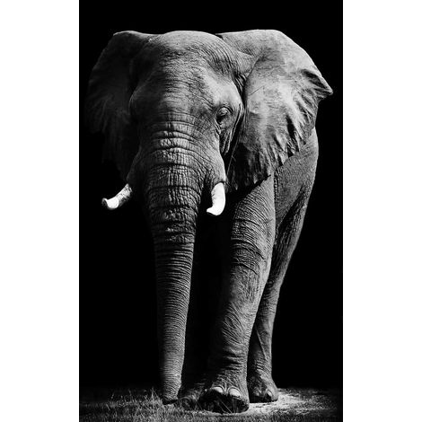 Tableau animaux un éléphant d'afrique Tableau photo noir et blanc - 50x80 cm (1/5)