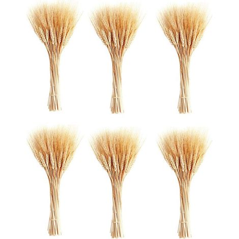 Tiges de Blé SéChéEs, 600 Tiges de Gerbes de Blé pour la DéCoration de la Cuisine de la Table de Mariage (15,7 Pouces) (1/4)