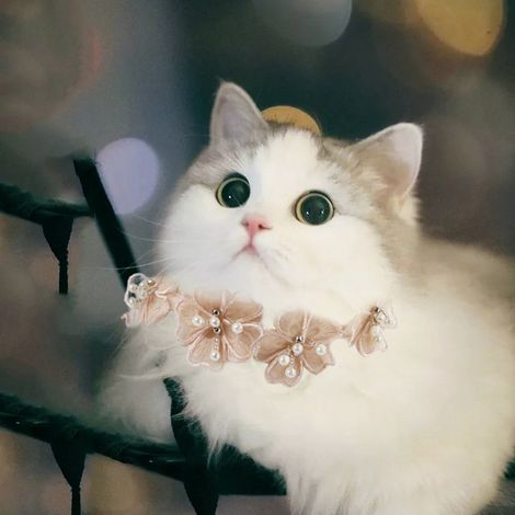 (Collier pour chien ou chat en dentelle avec fleur et fermoir mousqueton (rose, taille S))