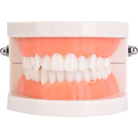 Oral Education Model Kindergarten Children Teeth Brushing Model Dental Laboratory Health Care Teeth Model (1/5)