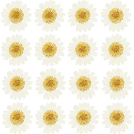48 margaritas secas prensadas naturales, ideales para manualidades, decoración del hogar, uñas y tinte blanco. (1/5)