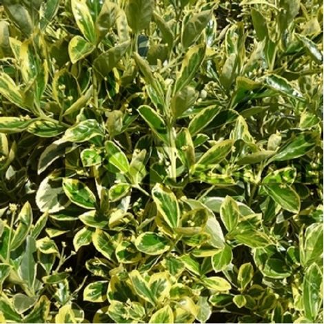 Fusain du Japon  - Euonymus japonicus 'Susan'  - 20-30 cm pot