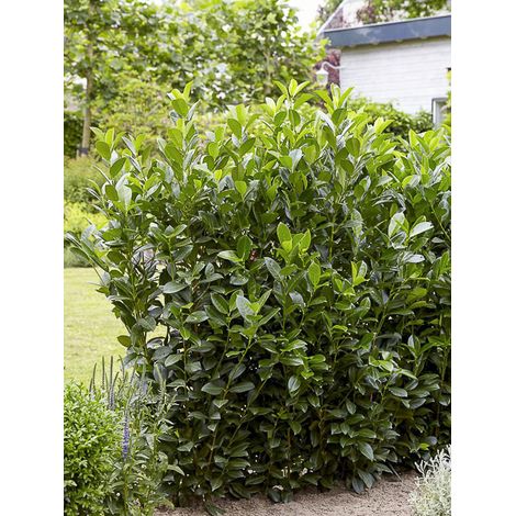 Laurier-Cerise, Laurier palme, Laurière 'Obelisk' Pot de 2L/3L