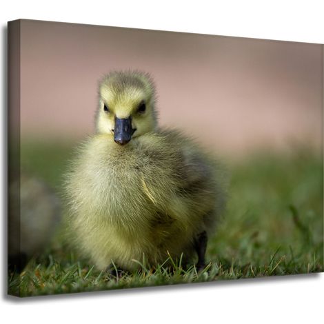 Stampa su tela Animali Anatra gialla 40x30