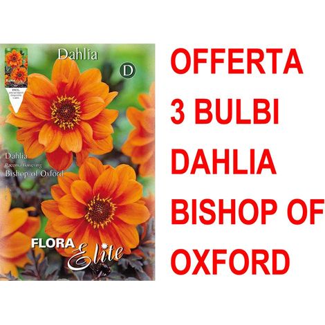 OFFERTA 3 BULBI DAHLIA PEONYFLOWERING BISHOP OF OXFORD BULBS BULBES