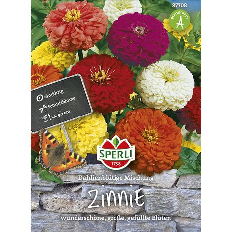 Sperli – Zinnia à fleurs de dahlia en mélange – Graines de fleurs, grandes fleurs doubles, 90 cm (1/2)