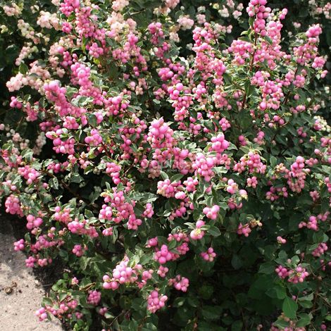 Symphorine Magical® Sweet 'Kolmaswet', Symphoricarpos/Pot de 3L - 20/40 cm