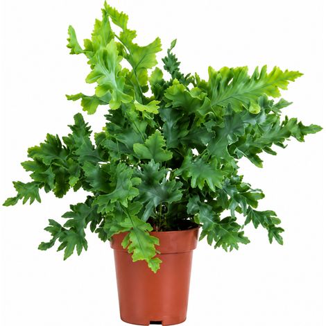Bloomique - Phlebodium Aureum Davana - Fougère bleue - Fougère - Plante d'intérieur - Feuillage bleu-vert - Sans danger pour les animaux - Dépolluante - Hauteur 20-25 cm - Pot 12 cm (1/3)